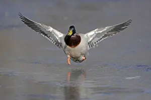 Mallard (Anas platyrhynchos), drake