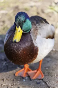 Mallard (Anas platyrhynchos), drake