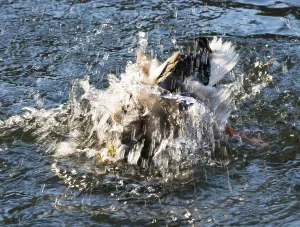 Mallard (Anas platyrhynchos), drake