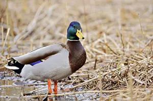 Mallard (Anas platyrhynchos), drake