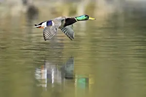 Mallard (Anas platyrhynchos), drake in flight
