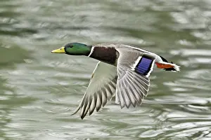 Mallard (Anas platyrhynchos), drake in flight