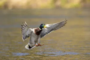 Mallard (Anas platyrhynchos), drake in flight