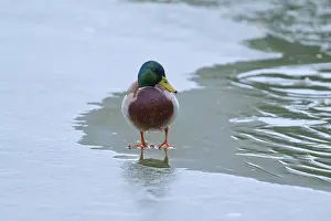 Mallard (Anas platyrhynchos), drake standing still on a frozen surface