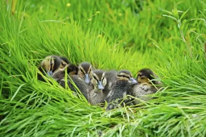 Mallard (Anas platyrhynchos) ducklings