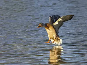 Mallard (Anas platyrhynchos), female duck in flight about to land on a lake
