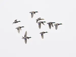 Mallard (Anas platyrhynchos), flock of ducks in flight against a grey sky background