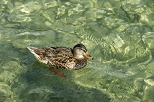 Mallard (Anas platyrhynchos), Lake Starnberg