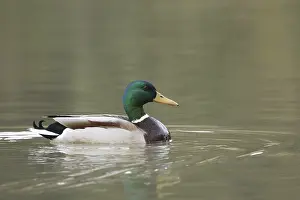 Mallard (Anas platyrhynchos) male