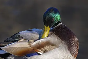 Mallard (Anas platyrhynchos), male