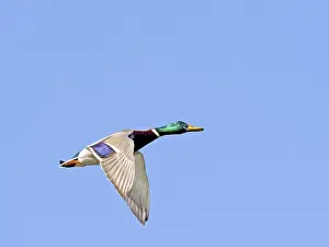 Mallard (Anas platyrhynchos), male