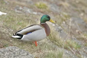 Mallard (Anas platyrhynchos), male