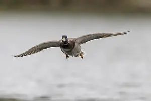 Mallard (Anas platyrhynchos), male approaching