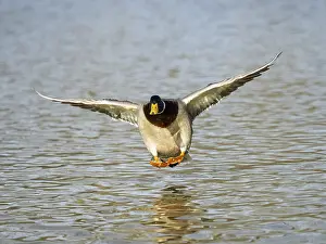 Mallard (Anas platyrhynchos), male duck in flight about to land on a lake