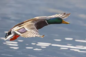 Mallard (Anas platyrhynchos) male flying