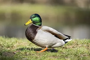 Mallard (Anas platyrhynchos) male on a lake