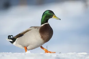 Mallard ( Anas platyrhynchos) walking in the snow