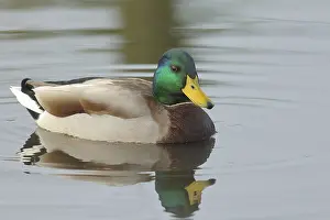 Mallard (Anas platyrhynchos), wildlife