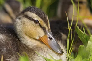 Mallard, chick, juvenile, baby duck