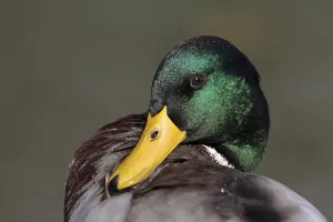 Mallard drake