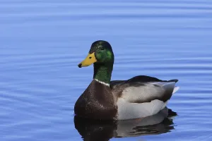 Mallard drake (Anas platyrhynchos)