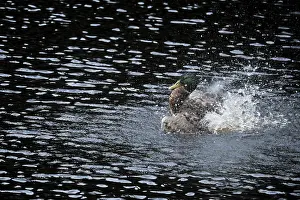 Mallard drake (Anas platyrhynchos) taking a dip