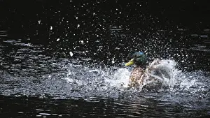 Mallard drake (Anas platyrhynchos) taking a dip