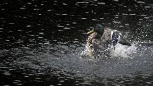 Mallard drake (Anas platyrhynchos) taking a dip