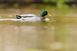 Mallard drake glides calmly through golden water
