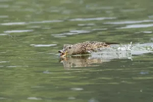 Mallard duck (Anas platyrhynchos) adult female bird chasing damselflies on a lake
