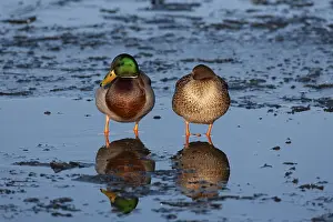 Mallard duck (Anas platyrhynchos) adult male and female birds standing on a frozen lake