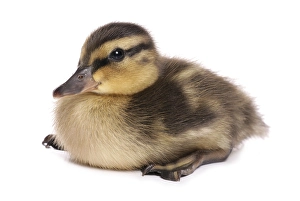 Mallard Duck (Anas platyrhynchos), duckling