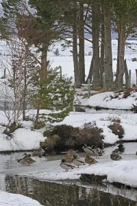 Mallard Duck (Anas platyrhynchos) flock