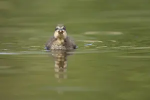 Mallard duck (Anas platyrhynchos) juvenile baby duckling bird on a lake in spring