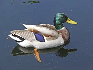 Mallard, duck, ducks, water, pond