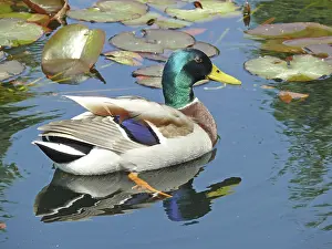 Mallard, duck, ducks, water, pond