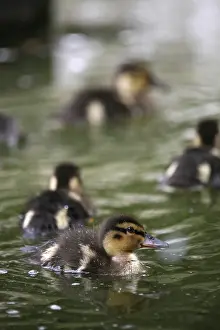 Mallard duck offspring