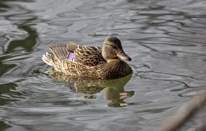 The mallard duck on a water. Krasnodar. Russia