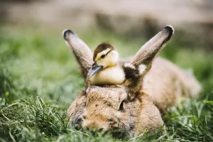 Mallard duckling sitting hares head green grass