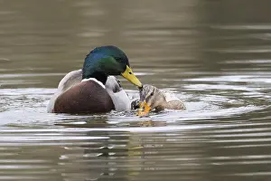 Mallard ducks (anas platyrhynchos)