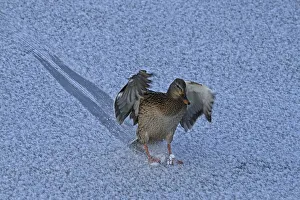 Mallard, female lands on ice
