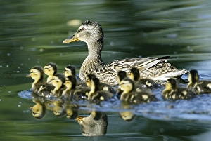 Mallard, mallard duck (anas platyrhynchos)