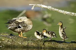 Mallard, mallard duck (anas platyrhynchos)