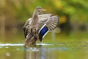 The mallard rises in water, the blue wing mirror shines in soft light