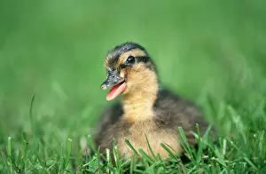 Mallard / Stockente