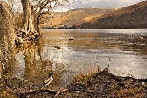 A Mallard At Ullswater