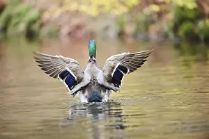 Mallard or Wild duck (Anas platyrhynchos) male flapping wings on a lake