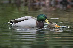 Mallards (Anas platyrhinchos), mating
