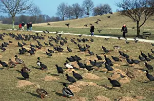 Mallards (Anas platyrhynchos) and Coots (Fulica atra) in public park