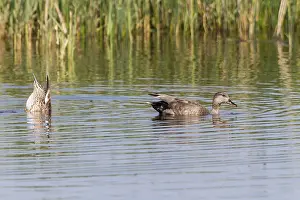 Mallards (Anas platyrhynchos), Fehmarn
